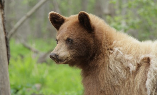 Love Nature expands into the Nordic Region on Telenor Norway